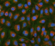 Immunofluorescent staining of FFPE human HSDL2 cells with PAPSS2 antibody (red), Phalloidin-iFluor 488 (green) and DAPI nuclear stain (blue). HIER: steam section in pH6 citrate buffer for 20 min.