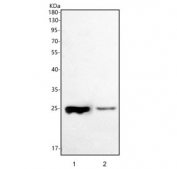 Western blot testing of human 1) MCF7 and 2) HepG2 cell lysate with Peptide deformylase antibody. Predicted molecular weight ~27 kDa.