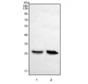Western blot testing of 1) rat liver and 2) mouse liver tissue lysate with Peptide deformylase antibody. Predicted molecular weight ~27 kDa.
