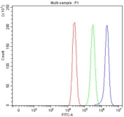 Flow cytometry testing of fixed and permeabilized human MCF7 cells with Peptide deformylase antibody at 1ug/million cells (blocked with goat sera); Red=cells alone, Green=isotype control, Blue= Peptide deformylase antibody.