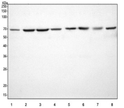 Western blot testing of 1) human Jurkat, 2) human Caco-2, 3) human HepG2, 4) human K562, 5) rat liver, 6) rat RH-35, 7) mouse liver and 8) mouse HEPA1-6 cell lysate with MOCS1 antibody. Predicted molecular weight ~70 kDa.