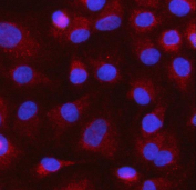 Immunofluorescent staining of FFPE human A549 cells with MOCS1 antibody (red) and DAPI nuclear stain (blue). HIER: steam section in pH6 citrate buffer for 20 min.