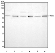 Western blot testing of 1) human HeLa, 2) human MCF7, 3) rat brain, 4) rat PC-12, 5) mouse brain and 6) mouse NIH 3T3 cell lysate with Phospho-AKT1 Antibody.