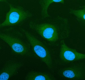 Immunofluorescent staining of FFPE human HeLa cells with SLC39A10 antibody (green) and DAPI nuclear stain (blue). HIER: steam section in pH6 citrate buffer for 20 min.