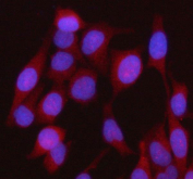Immunofluorescent staining of FFPE human HeLa cells with HEBP1 antibody (red) and DAPI nuclear stain (blue). HIER: steam section in pH6 citrate buffer for 20 min.
