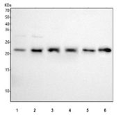 Western blot testing of 1) human A549, 2) human SiHa, 3) human HCCT, 4) human HCCP, 5) rat liver and 6) mouse liver tissue lysate with HEBP1 antibody. Predicted molecular weight ~21 kDa.