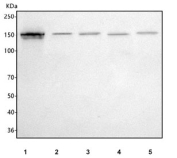 Western blot testing of 1) human 293T, 2) rat brain, 3) rat testis, 4) mouse brain and 5) mouse testis tissue lysate with IRS4 antibody. Predicted molecular weight ~134 kDa.