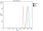Flow cytometry testing of fixed human HeLa cells with IRS4 antibody at 1ug/million cells (blocked with goat sera); Red=cells alone, Green=isotype control, Blue= IRS4 antibody.