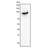 Western blot testing of human HEL cell lysate with PIK3AP1 antibody. Predicted molecular weight ~90 kDa.