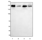 Western blot testing of 1) human RT4, 2) human A431, 3) human A549 and 4) mouse heart tissue lysate with SLK antibody. Predicted molecular weight ~143 kDa, can be observed at ~220 kDa (1), (2).