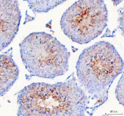IHC staining of FFPE mouse testis tissue with HSPA1L antibody. HIER: boil tissue sections in pH8 EDTA for 20 min and allow to cool before testing.