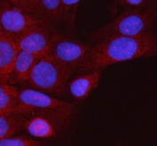 Immunofluorescent staining of FFPE human HeLa cells with HSPA1L antibody (red) and DAPI nuclear stain (blue). HIER: steam section in pH6 citrate buffer for 20 min.