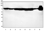 Western blot testing of 1) human HeLa, 2) human HepG2, 3) human MCF7, 4) human 293T, 5) rat liver, 6) rat testis, 7) mouse liver and 8) mouse testis tissue lysate with HSPAL1 antibody. Predicted molecular weight ~70 kDa.
