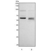 Western blot testing of 1) human K562 and 2) mouse testis tissue lysate with PLA2G3 antibody. Predicted molecular weight ~57 kDa but may be observed at higher molecular weights due to glycosylation.