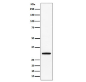 Western blot testing of human BxPC-3 cell lysate with PLSCR3 antibody. Predicted molecular weight ~32 kDa.