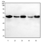 Western blot testing of 1) human U-87 MG, 2) human U-251, 3) rat C6, 4) mouse brain and 5) mouse Neuro-2a cell lysate with PHF10 antibody. Predicted molecular weight ~56 kDa.