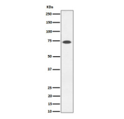 Western blot testing of transfected human 293T cells with SSTR3 antibody.