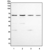 Western blot testing of human 1) 293T, 2) HaCaT, 3) Jurkat and 4) RT4 cell lysate with INTS14 antibody. Predicted molecular weight ~57 kDa.