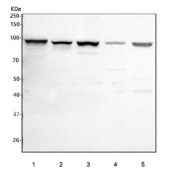 Western blot testing of 1) human Jurkat, 2) human K562, 3) rat C6, 4) mouse brain and 5) mouse Neuro-2a cell lysate with PIK3R5 antibody. Predicted molecular weight ~97 kDa, ~55 kDa (two isoforms).