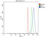 Flow cytometry testing of fixed and permeabilized human JK cells with PIK3R5 antibody at 1ug/million cells (blocked with goat sera); Red=cells alone, Green=isotype control, Blue= PIK3R5 antibody.