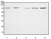 Western blot testing of 1) human SH-SY5Y, 2) human SiHa, 3) rat C6, 4) rat PC-12 and 5) mouse ANA-1 cell lysate with PCDHB14 antibody. Predicted molecular weight ~88 kDa but may be observed at higher molecular weights due to glycosylation.