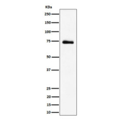 Western blot testing of human 293T cell lysate with RAVER2 antibody. Predicted molecular weight ~74 kDa.