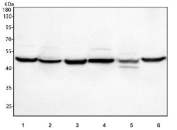 Western blot testing of 1) human PC-3, 2) human U-2 OS, 3) monkey COS-7, 4) rat kidney, 5) mouse kidney and 6) mouse HBZY cell lysate with MANSC4 antibody. Predicted molecular weight ~38 kDa but may be observed at higher molecular weights due to glycosylation.