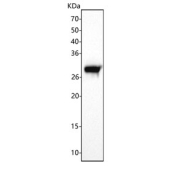 Western blot testing of mouse liver tissue lysate with RPE antibody. Predicted molecular weight ~25 kDa.