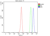 Flow cytometry testing of fixed and permeabilized human JK cells with RPE antibody at 1ug/million cells (blocked with goat sera); Red=cells alone, Green=isotype control, Blue= RPE antibody.