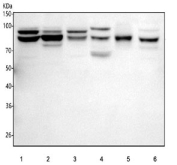 Western blot testing of 1) human K562, 2) human HepG2, 3) human HeLa, 4) rat PC-12, 5) rat liver and 6) rat NIH 3T3 cell lysate with STIM1 antibody. Predicted molecular weight ~77 kDa but may be observed at higher molecular weights due to glycosylation.