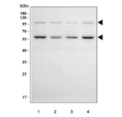 Western blot testing of human 1) 293T, 2) MCF7, 3) RT-4 and 4) SH-SY5Y cell lysate with PGAP1 antibody. Predicted molecular weight ~105 kDa, ~85 kDa, ~68 kDa and ~50 kDa (multiple isoforms).