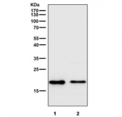 Western blot testing of human 1) HepG2 and 2) MCF7 cell lysate with recombinant CRIPTO antibody. Predicted molecular weight ~21 kDa.