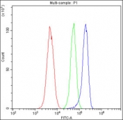 Flow cytometry testing of fixed and permeabilized human HL60 cells with ACACB antibody at 1ug/million cells (blocked with goat sera); Red=cells alone, Green=isotype control, Blue= ACACB antibody.