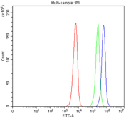 Flow cytometry testing of fixed and permeabilized human SiHa cells with MIB2 antibody at 1ug/million cells (blocked with goat sera); Red=cells alone, Green=isotype control, Blue= MIB2 antibody.