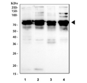Western blot testing of 1) rat spleen, 2) rat lung, 3) mouse spleen and 4) mouse lung tissue lysate with Cd244 antibody. Predicted molecular weight ~45 kDa but can be observed at higher molecular weights due to glycosylation.