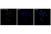 Immunofluorescent staining of FFPE human HeLa cells with TAR DNA binding protein 43 antibody (green) and DAPI nuclear stain (blue). HIER: steam section in pH6 citrate buffer for 20 min.