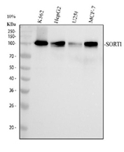 Western blot testing of human 1) K562, 2) HepG2, 3) U-251 and 4) MCF7 cell lysate with SORT1 antibody. Predicted molecular weight ~92 kDa.