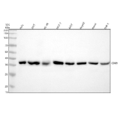 Western blot testing of human 1) HeLa, 2) 293T, 3) HL60, 4) MCF7, 5) A431, 6) HepG2, 7) HaCaT and 8) ThP-1 cell lysate with Cyclin dependent kinase 9 antibody. Predicted molecular weight ~43 kDa.