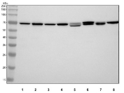 Western blot testing of 1) human HeLa, 2) human Jurkat, 3) human HepG2, 4) human MCF7, 5) rat heart, 6) rat brain, 7) mouse heart and 8) mouse brain tissue lysate with SHP2 antibody. Predicted molecular weight ~70 kDa.