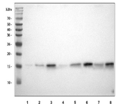 Western blot testing of 1) human HeLa, 2) human 293T, 3) human SiHa, 4) human MCF7, 5) rat spleen, 6) rat brain, 7) mouse spleen and 8) mouse brain tissue lysate with SHP2 antibody. Predicted molecular weight ~14 kDa.