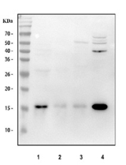 Western blot testing of human 1) ThP-1, 2) U937, 3) HL60 and 4) HEL cell lysate with AIF-1 antibody. Predicted molecular weight ~17 kDa.