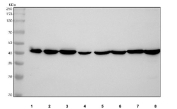 Western blot testing of 1) human MOLT4, 2) human HEL, 3) human Jurkat, 4) human U-2 OS, 5) rat PC-12, 6) rat C6, 7) mouse RAW264.7 and 8) mouse ANA-1 cell lysate with CXCR5 antibody. Predicted molecular weight ~43 kDa.