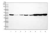 Western blot testing of human 1) HeLa, 2) Jurkat, 3) HepG2, 4) MCF7, 5) SH-SY5Y, 6) HEL, 7) RT4 and 8) K562 cell lysate with VASP antibody. Expected molecular weight: ~40/46-50 kDa (unmodified/phosphorylated).