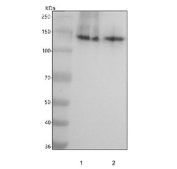 Western blot testing of human 1) Raji and 2) Ramos cell lysate with CD22 antibody. Predicted molecular weight ~95 kDa but may be observed at higher molecular weights due to glycosylation.