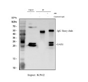 Immunoprecipitation of GAR1 protein from 500ug of human K562 whole cell lysate with 2ug of GAR1 antibody.