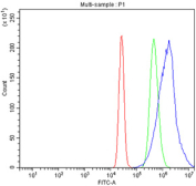 Flow cytometry testing of fixed and permeabilized human K562 cells with GAR1 antibody at 1ug/million cells (blocked with goat sera); Red=cells alone, Green=isotype control, Blue= GAR1 antibody.