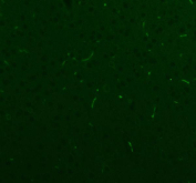 Immunofluorescent staining of FFPE rat brain tissue with NES antibody. HIER: steam section in pH8 EDTA buffer for 20 min.