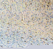 IHC staining of FFPE pig brain tissue with NES antibody, HRP-secondary and DAB substrate. HIER: boil tissue sections in pH8 EDTA for 20 min and allow to cool before testing.