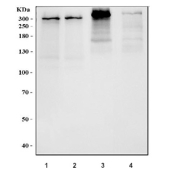 Western blot testing of 1) human U-251, 2) human SH-SY5Y, 3) rat C6 and 4) mouse Neuro-2a cell lysate with NES antibody. Predicted molecular weight ~177 kDa but can be observed at up to 280 kDa.