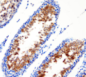 IHC staining of FFPE rat testis tissue with DEAD box protein 1 antibody, HRP-secondary and DAB substrate. HIER: boil tissue sections in pH8 EDTA for 20 min and allow to cool before testing.